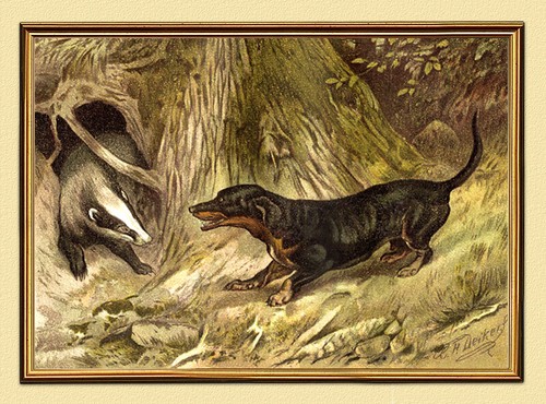 Dachs und dachshund jagdbild - dachshund,