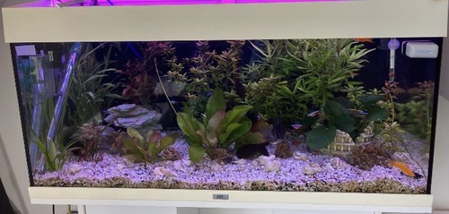 Juwel rio 240 aquarium - rio,