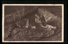 AK Hamburg-Stellingen, Tiger