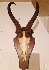 Springbock Antilope Trophäe
