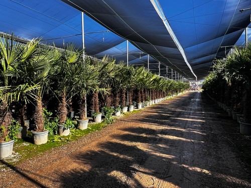 220 xxl hanfpalme - 220, cm