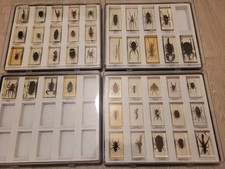 Mini Biester Insekten