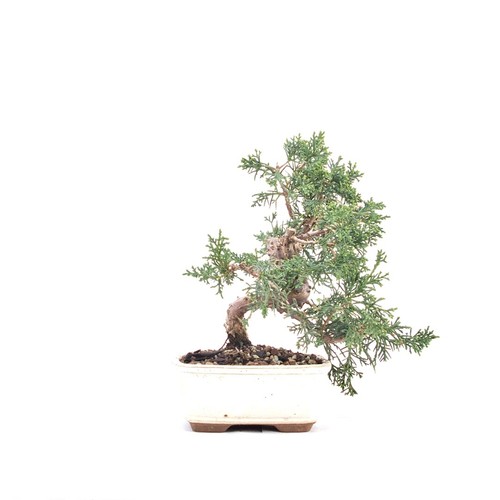 Bonsai chinesischer wacholder - chinesischer,
