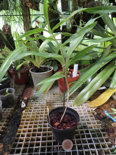 Dendrobium spathilingue