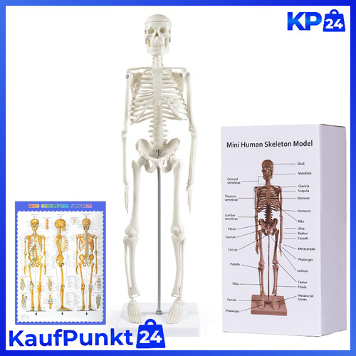 Menschliches skelett modell - skelett,