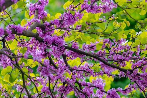 Judasbaum liebesbaum cercis - judasbaum,