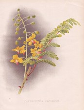 Caesalpinia Japonica Caesalpinien Japan China flower Blume botany Robinson Litho