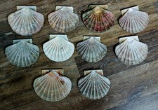 15 St. Echte Schalen Jakobsmuschel Venusmuschel Pilgermuschel, Dekoration