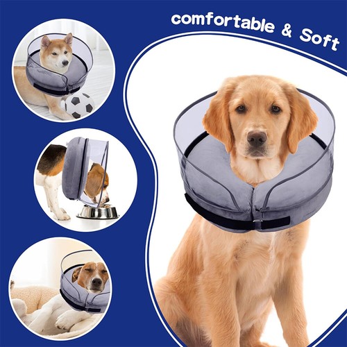 Hund katze haustiere - hund,