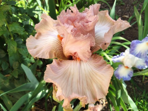Schwertlilie iris tamariks - iris,