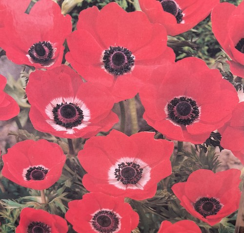 Anemonen hollandia rot - hollandia,