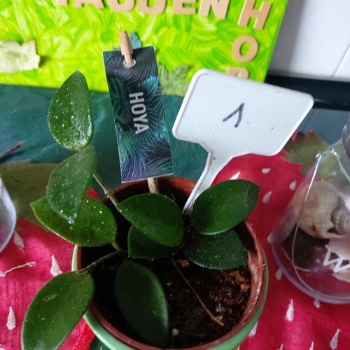 Hoya porzellanblume - ,
