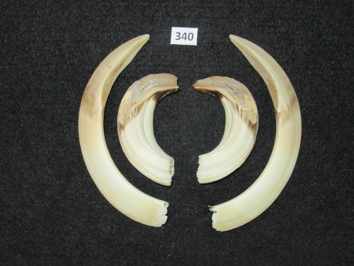 Wildschwein waffe - waffe, 340)