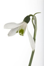 Galanthus nivalis, Schneeglöckchen, weiß, ca. 9x9 cm Topf