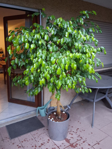 Ficus benjamini - benjamini, 👉