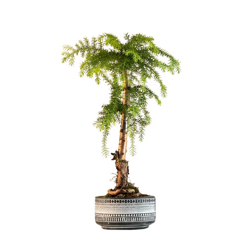 Araucaria bonsai einem - araucaria-bonsai,