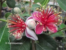 Acca sellowiana - brasil