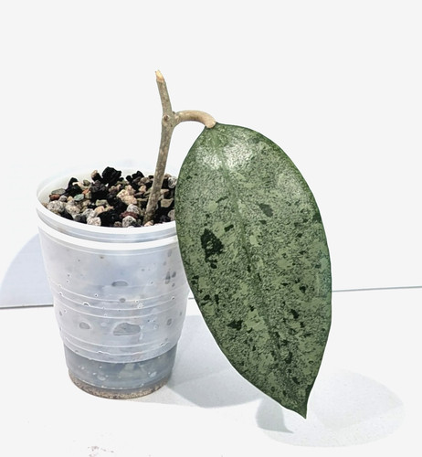 Hoya verticillata 171 - hoya, pm-171
