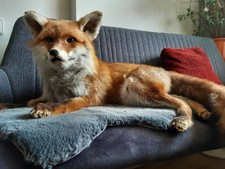 Tierpräparat Fuchs Liegend
