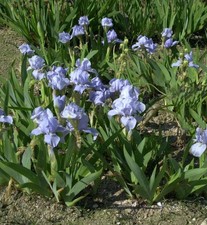 Zwergschwertlilie Azurea -