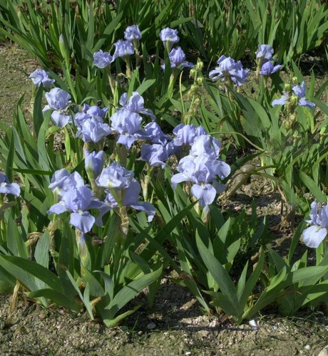 Zwergschwertlilie azurea - azurea,