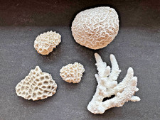 5x versteinerte Steinkoralle