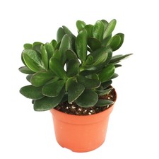 Exotenherz - Crassula