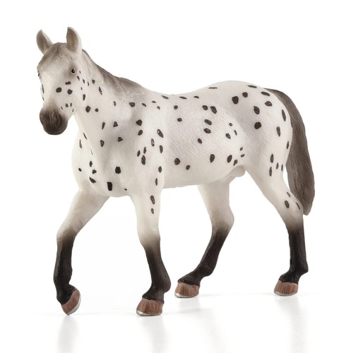 Mojo 387108 appaloosa hengst - appaloosa,