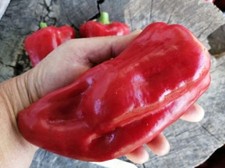 Paprikasamen 12; moldawische Sorte "Bel Goy" aus 2024