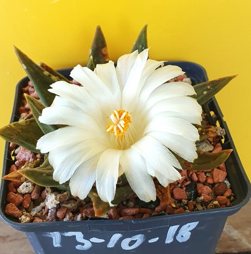 Ariocarpus trigonus auf