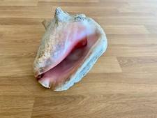 Alte muschel aus - alte,