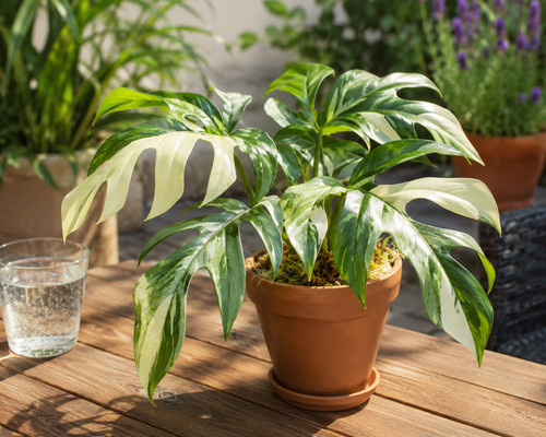 Sale2270 rhapphidophora - sale2270,