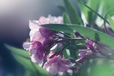 Oleander Stecklinge lila winterharte Pflanzen Blumen Duft für den Garten .