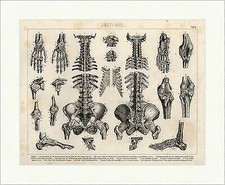 Wirbelsäule Kopfgelenk Halswirbel Rippen Brockhaus Bilder Atlas Anatomie 05