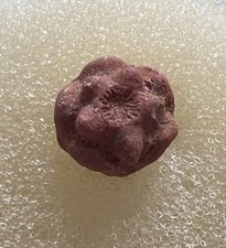 Cibolocrinus spinosus