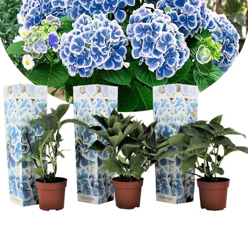 Hortensie bicolor bavaria - 3x,