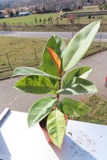 Ficus elasica shivereana 3 1.6