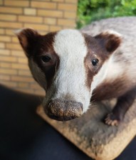 Ausgestopfte Dachs, Tierpräparat, Präparat Wild Trophäe ca. 85 cm