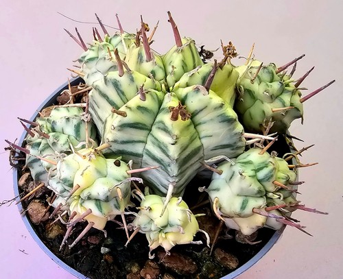 Schöne euphorbia meloformis - schöne,