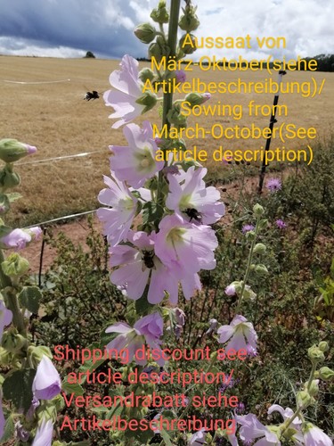 Bleiche stockrose alcea - bleiche, stockrose,