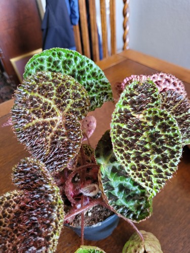Rarität selten begonia ferox - raritÄt,