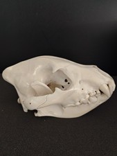 Hyäne Schädel Hyena skull