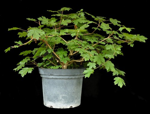 Bonsai feldahorn acer - bonsai,