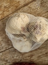 Pflanzknoblauch Messidrome , ertragreicher Sommerknoblauch, mild