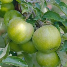 beliebter Weißer Klarapfel Sommerapfel Obstbaum 120-150 cm 7,5 L Topf 2-jährig