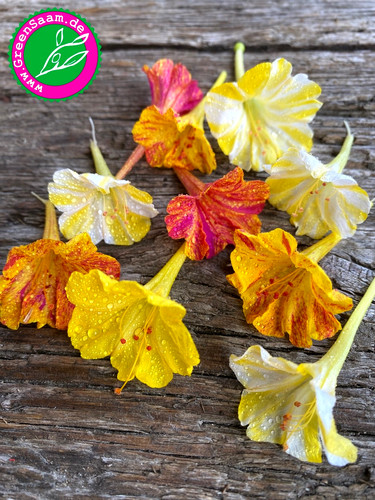 Wunderblume bunt 20 - 20, +