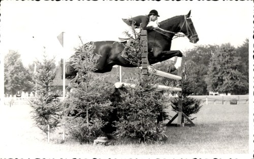 Foto springreiten sprung - springreiten,,