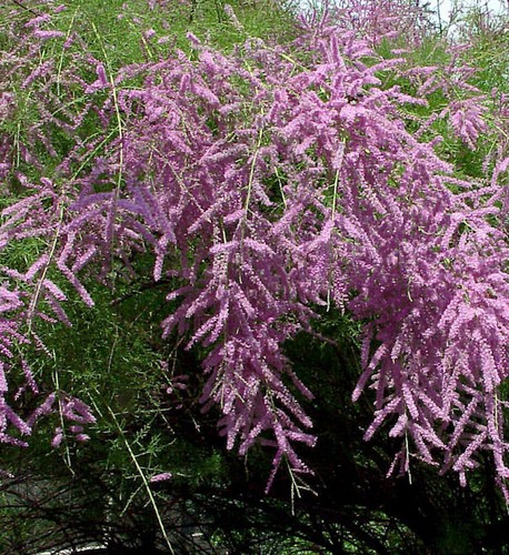 Heide tamariske pink cascade - heide-tamariske,