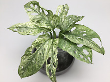 Monstera Adansonii Mint