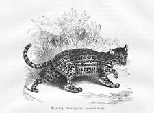 TIGERKATZE Felis tigrina Holzstich von 1876 Katze Katzen